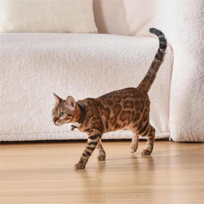 Laser Collar Toy for Cats